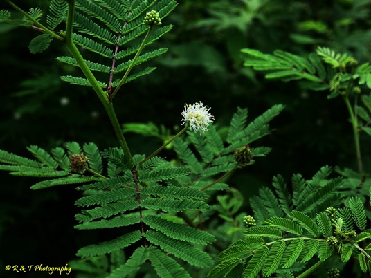{Desmanthus illinoensis}